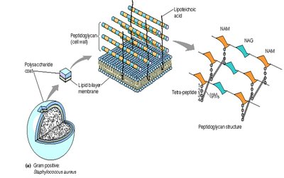 Peptidoglycan structure and organization