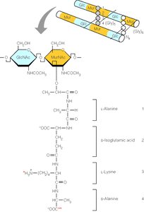 Detailed peptidoglycan structure