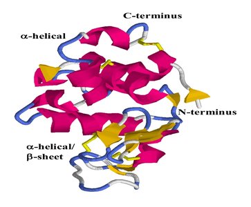 Lysozyme 3D structure