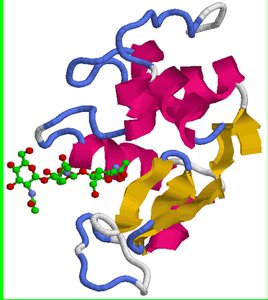 Lysozyme structure with inhibitor bound