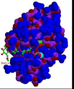 Lysozyme structure with inhibitor bound