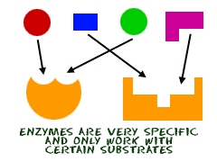 Enzyme specificity for substrates