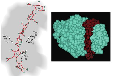 Lysozyme catalytic mechanism (Phillips model)