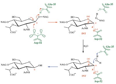 Lysozyme catalytic mechanism (Phillips model)