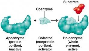 Apoenzyme, cofactor, and holoenzyme formation
