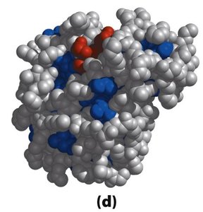 Proteína globular