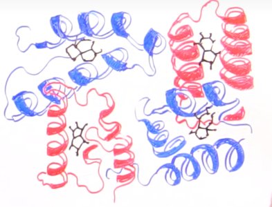 Estructura cuaternaria: hemoglobina