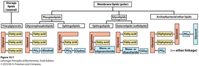 Classification of membrane and storage lipids