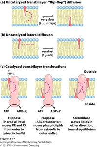 Lipid movement in membranes: lateral diffusion and flip-flop