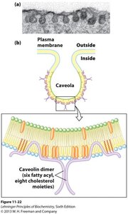 Protein-induced membrane curvature