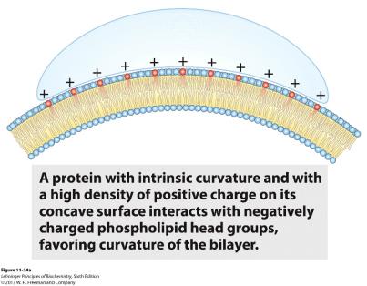 BAR domain proteins and membrane curvature