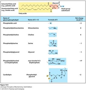 Structures of common glycerophospholipids