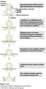 Steps in membrane fusion