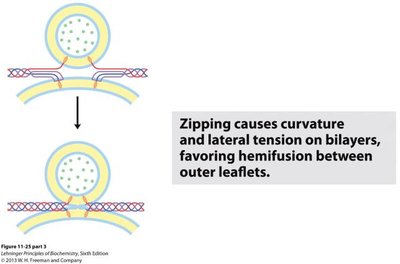 Hemifusion during membrane fusion