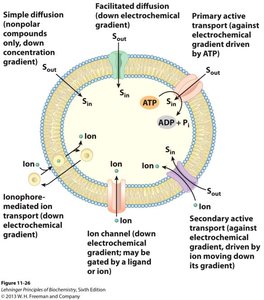 Types of membrane transport