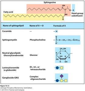 Structures of common sphingolipids
