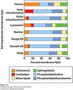 Distribution of membrane lipids in rat hepatocyte membranes