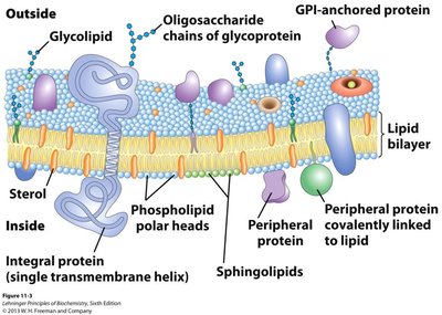 Fluid mosaic model of the plasma membrane