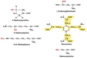 Examples of non-standard amino acids