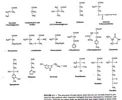Structures of the 20 standard amino acids