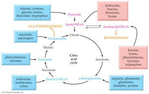 Amino acid catabolism: carbon skeletons and metabolic fates