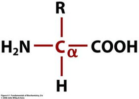 General structure of an alpha-amino acid