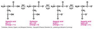 Titration curve of aspartic acid