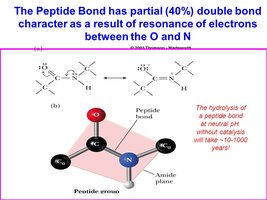 Peptide bond resonance and partial double bond character