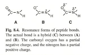Resonance forms of peptide bonds