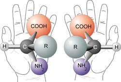 Chirality of amino acids: left and right hand analogy