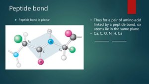 Peptide bond is planar
