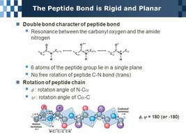 Peptide bond rigidity and limited rotation