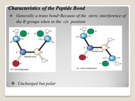 Cis and trans configurations of peptide bonds