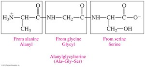 Naming peptides: alanyl-glycyl-serine