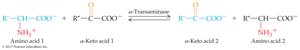 Transamination reaction