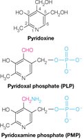 PLP and Schiff base formation