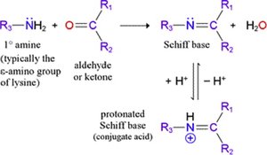 Schiff base formation mechanism