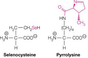 Structures of selenocysteine and pyrrolysine