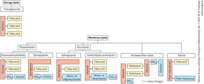 Classification of storage and membrane lipids