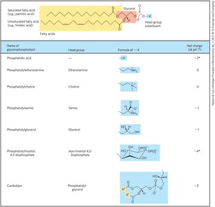 Fatty acid composition in glycerophospholipids