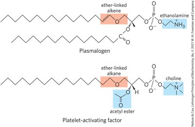 Structure of plasmalogen and platelet-activating factor