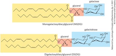 Structure of galactolipids