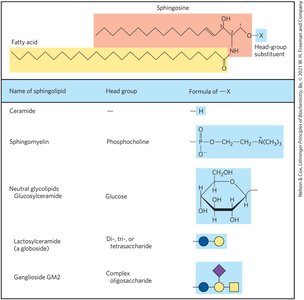 Structure of sphingolipids