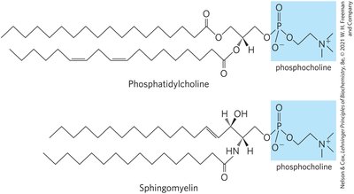 Table of sphingolipid subclasses