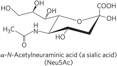 Blood group antigens on sphingolipids