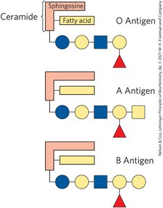 Lysosomal degradation of sphingolipids