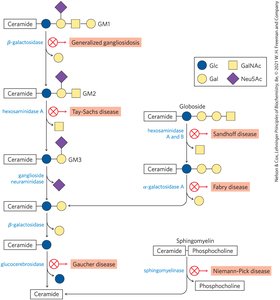 Structure of cholesterol