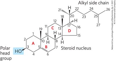 Structure of taurocholic acid (bile acid)
