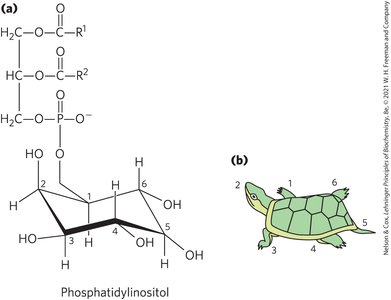 Phospholipase cleavage of PIP2