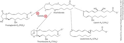 Eicosanoid biosynthesis pathways